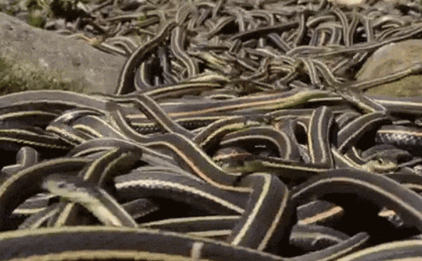 Sự kiện làm bùng nổ số lượng rắn trên Trái Đất: Gần 4.000 loài 'xâm chiếm' hành tinh