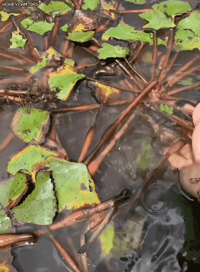 Ở Việt Nam có loại nông sản gọi là củ nhưng ít ai biết lại mọc dưới nước như lục bình, có thể dùng thổi như sáo - Ảnh 2.