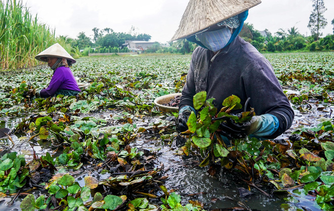 Ở Việt Nam có loại nông sản gọi là củ nhưng ít ai biết lại mọc dưới nước như lục bình, có thể dùng thổi như sáo - Ảnh 7.