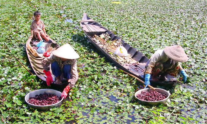 Ở Việt Nam có loại nông sản gọi là củ nhưng ít ai biết lại mọc dưới nước như lục bình, có thể dùng thổi như sáo - Ảnh 8.