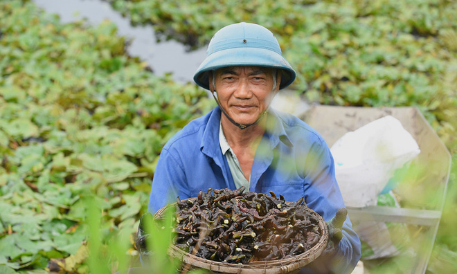 Ở Việt Nam có loại nông sản gọi là củ nhưng ít ai biết lại mọc dưới nước như lục bình, có thể dùng thổi như sáo - Ảnh 9.