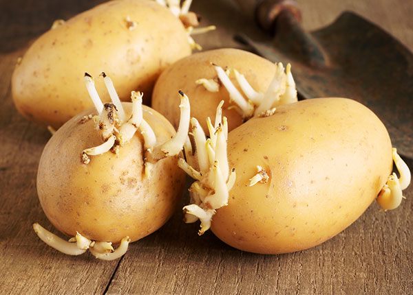 Khoai tây mọc mầm gây độc như thế nào? 5 lưu ý khi ăn khoai tây để đảm bảo cho sức khỏe  - Ảnh 1.