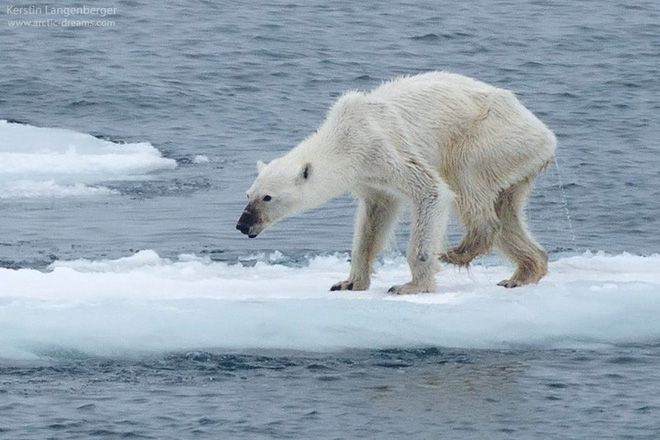 Gấu Bắc Cực có thể biến mất vào cuối thế kỷ này - Ảnh 1.