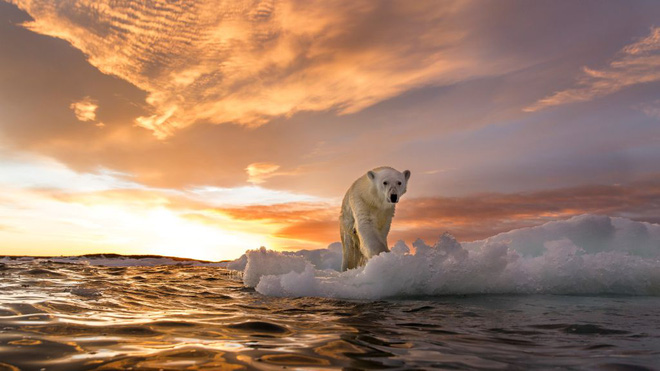 Gấu Bắc Cực có thể biến mất vào cuối thế kỷ này - Ảnh 2.