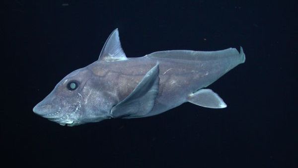 20 loài cá mập kỳ lạ nhất đã từng và vẫn đang sống trên Trái Đất - Ảnh 11.