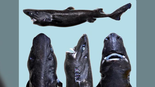 20 loài cá mập kỳ lạ nhất đã từng và vẫn đang sống trên Trái Đất - Ảnh 17.