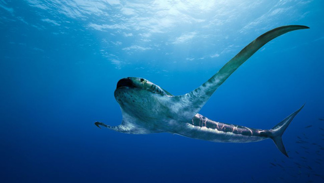 20 loài cá mập kỳ lạ nhất đã từng và vẫn đang sống trên Trái Đất - Ảnh 19.
