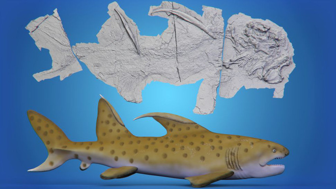20 loài cá mập kỳ lạ nhất đã từng và vẫn đang sống trên Trái Đất - Ảnh 4.