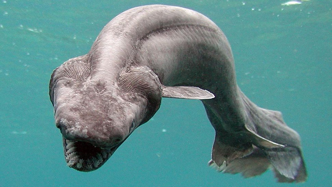 20 loài cá mập kỳ lạ nhất đã từng và vẫn đang sống trên Trái Đất - Ảnh 8.