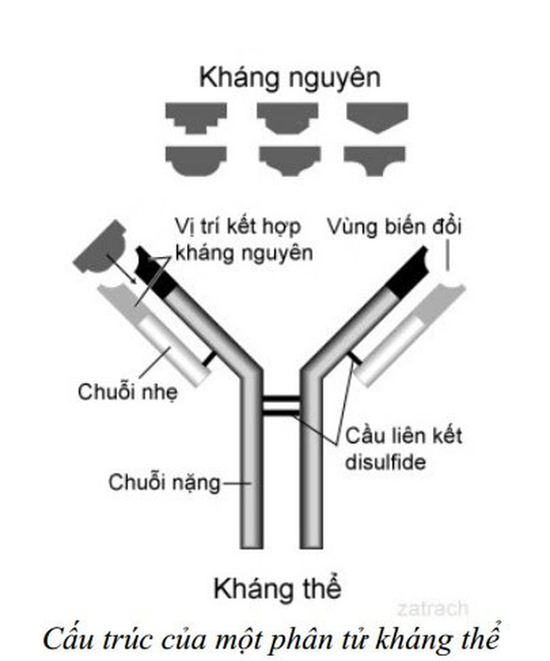 Đề thi 10 năm trước khiến tụi học trò ngày nay sợ toát mồ hôi, giải nghĩa được 2 chữ trong đề là giỏi lắm rồi - Ảnh 2.