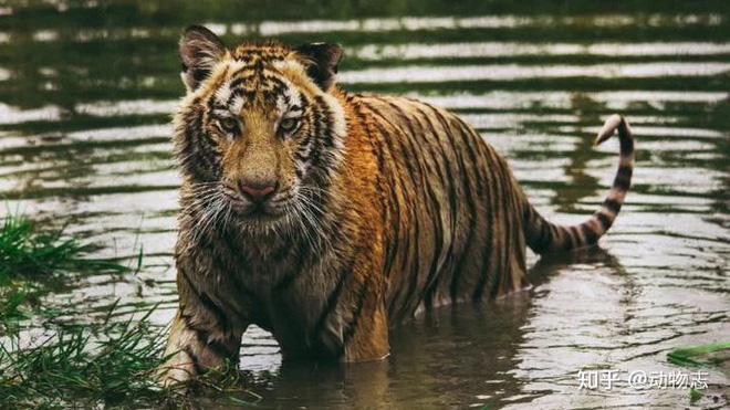 Báo đốm, loài báo to lớn nhất và hổ Sumatra, loài hổ nhỏ bé nhất, loài nào mạnh hơn? - Ảnh 3.