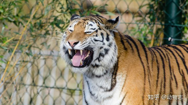 Báo đốm, loài báo to lớn nhất và hổ Sumatra, loài hổ nhỏ bé nhất, loài nào mạnh hơn? - Ảnh 7.