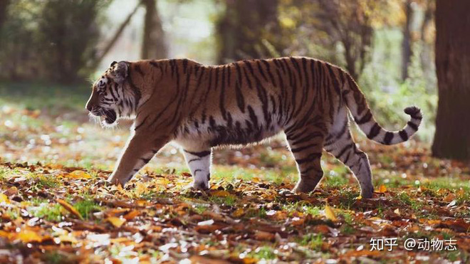 Báo đốm, loài báo to lớn nhất và hổ Sumatra, loài hổ nhỏ bé nhất, loài nào mạnh hơn? - Ảnh 10.