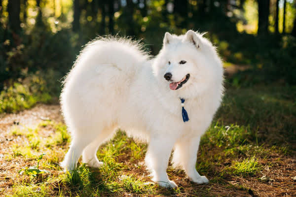 Thấy chó Samoyed bất trị, cậu chủ mang về quê cho bà dạy dỗ: Khi gặp lại không dám tin vào mắt mình! - Ảnh 2.