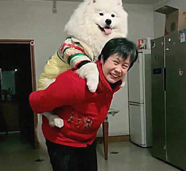 Thấy chó Samoyed bất trị, cậu chủ mang về quê cho bà dạy dỗ: Khi gặp lại không dám tin vào mắt mình! - Ảnh 5.