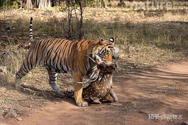 So sánh hành vi săn mồi của sư tử, hổ và báo đốm cho thấy sự khác biệt về giải phẫu của ba loài mèo lớn! - Ảnh 5.