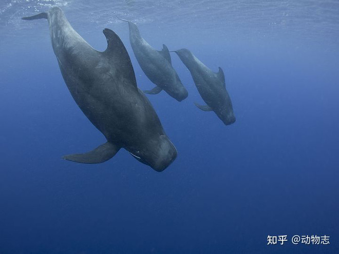 Quyền thống trị biển cả của cá voi sát thủ đang dần bị cá voi hoa tiêu thay thế? - Ảnh 1.