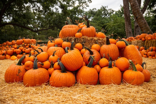 Độc đáo ngôi làng cổ tích được làm từ 90.000 quả bí ngô để đón lễ hội Halloween - Ảnh 3.