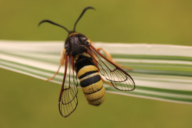 Nhìn thì cứ tưởng là ong bắp cày khổng lồ, nhưng thực chất đây chỉ là một loài bướm đêm - Ảnh 2.