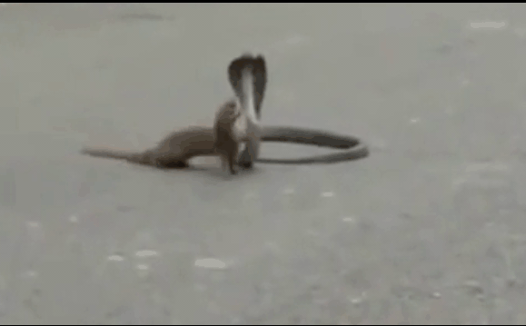 Clip: Cầy mangut lôi rắn hổ mang kịch độc ra giữa đường tử chiến