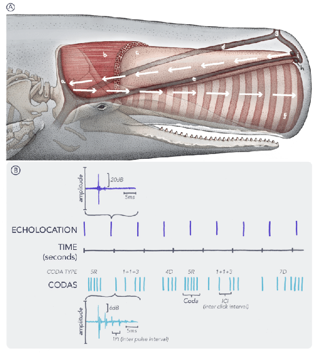 Các nhà khoa học tìm cách trò chuyện với cá voi, liệu chúng sẽ nói gì với chúng ta? - Ảnh 2.