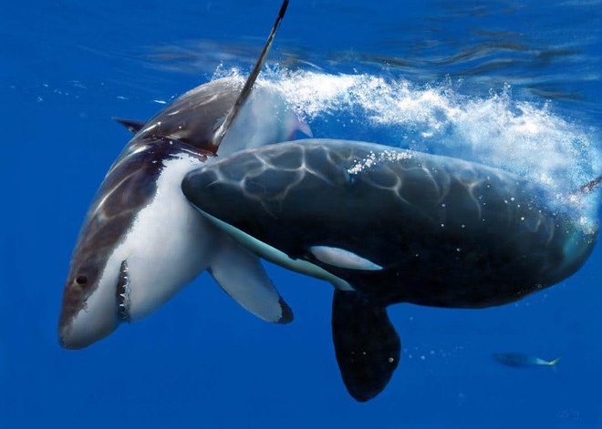 Đến cá mập trắng còn phải sợ cá voi sát thủ, vậy cá voi sát thủ có biết sợ loài nào khác không? - Ảnh 1.