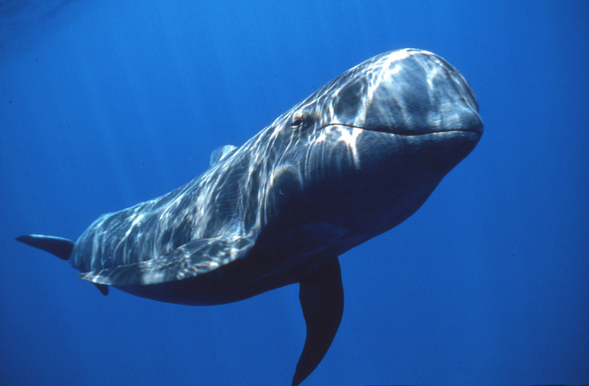 Đến cá mập trắng còn phải sợ cá voi sát thủ, vậy cá voi sát thủ có biết sợ loài nào khác không? - Ảnh 4.
