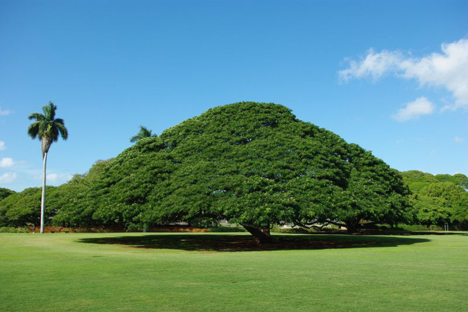 Cây khổng lồ trăm tuổi hái ra tiền ở Hawaii - Ảnh 2.