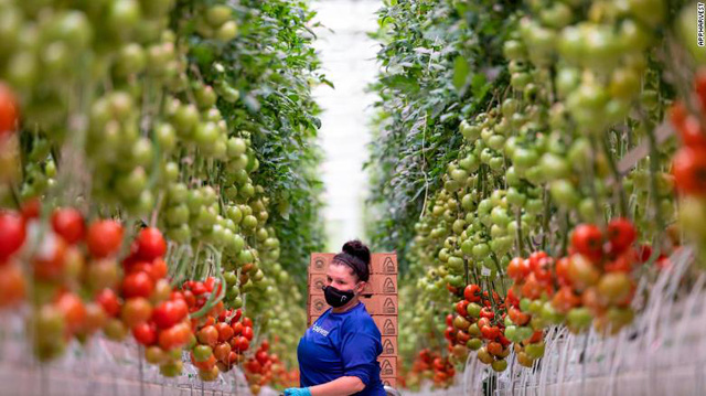 Tương lai của nông nghiệp bên trong nhà kính lớn nhất nước Mỹ: Sử dụng robot, AI và dữ liệu để trồng 22.500 tấn cà chua mỗi năm - Ảnh 3.