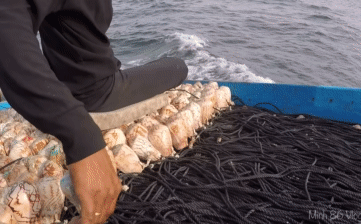 Thả 11.000 vỏ ốc xuống biển, ngư dân thu hoạch 'mẻ lớn' khi kéo lên