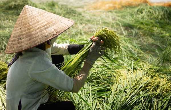 Cận cảnh quy trình làm ra thứ quà đến cùng mùa thu - Ảnh 1.