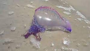 Sinh vật kịch độc với toàn thân màu tím xuất hiện trên bãi biển ở Anh - Ảnh 4.