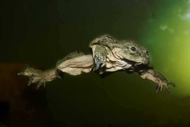 Ếch bìu! Loài ếch khổng lồ Peru đang bị đe dọa nghiêm trọng và chỉ sống ở hồ Titicaca ở biên giới Bolivia và Peru - Ảnh 9.