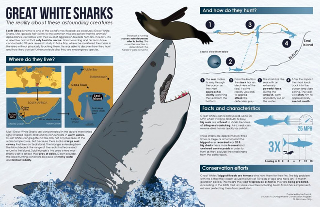 Nghiên cứu minh oan cho sát thủ đại dương: Cá mập tấn công nhầm con người do nhầm lẫn - Ảnh 3.