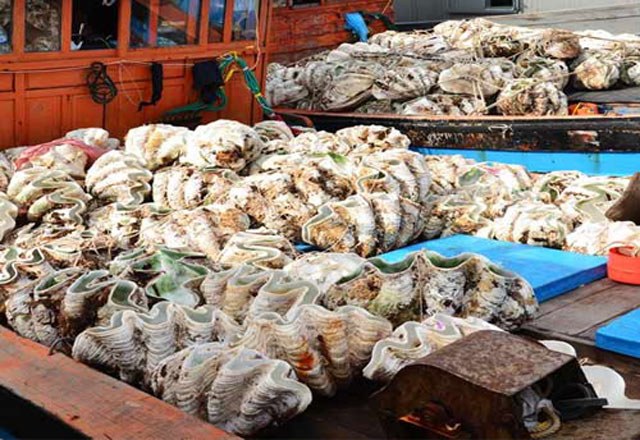 Cận cảnh loài sò khổng lồ nặng 3 tạ, giá đắt đỏ của Việt Nam - Ảnh 6.