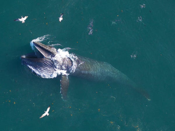 Gắn camera vào đầu 300 con cá voi, các nhà khoa học vừa giải mã được bí ẩn tồn tại 50 năm trong lòng biển cả - Ảnh 1.
