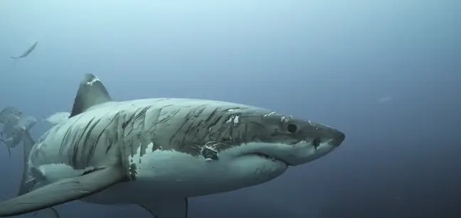 Clip: Cận cảnh chú cá mập trắng khổng lồ với hàng trăm vết sẹo giang hồ nhất đại dương - Ảnh 5.