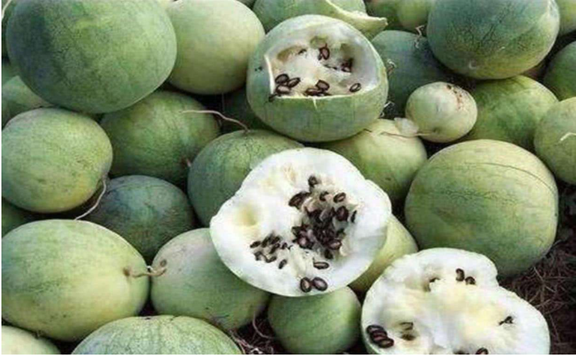 Trên sa mạc bất ngờ mọc vô số quả dưa hấu, chuyên gia: Có khát cũng không được chạm vào - Ảnh 3. Trên sa mạc bất ngờ mọc vô số quả dưa hấu, chuyên gia: Có khát cũng không được chạm vào - Ảnh 3.