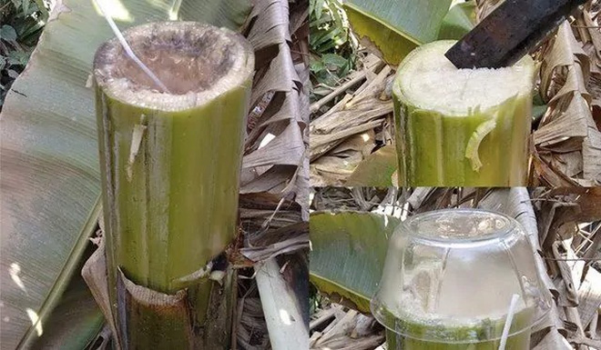 Không nhiều người Việt biết nước từ thân cây chuối lại có thể uống được, hương vị thực sự ra sao? - Ảnh 4.