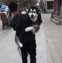 Chó Alaska nặng 50kg vẫn tưởng mình là “công chúa”, bị Chihuahua bắt nạt tới phát khóc - Ảnh 2.