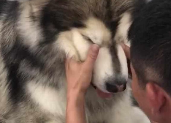 Chó Alaska nặng 50kg vẫn tưởng mình là “công chúa”, bị Chihuahua bắt nạt tới phát khóc - Ảnh 3.