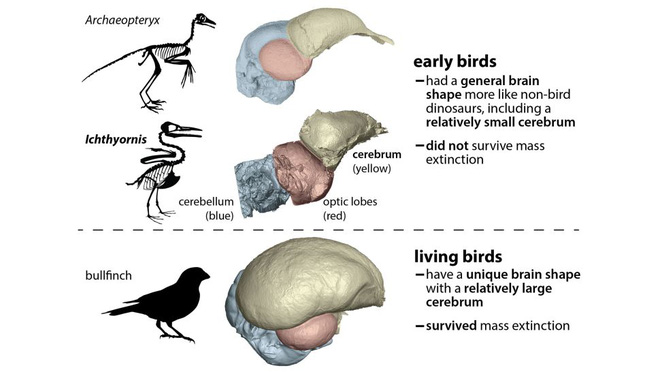 Vì sao loài chim vẫn tồn tại khi thiên thạch xóa sổ khủng long? - Ảnh 4.