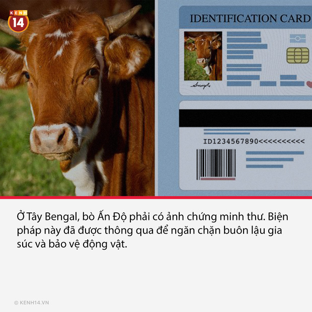 13 sự thật thú vị ít người biết về Ấn Độ - một trong những quốc gia độc đáo nhất thế giới - Ảnh 4.