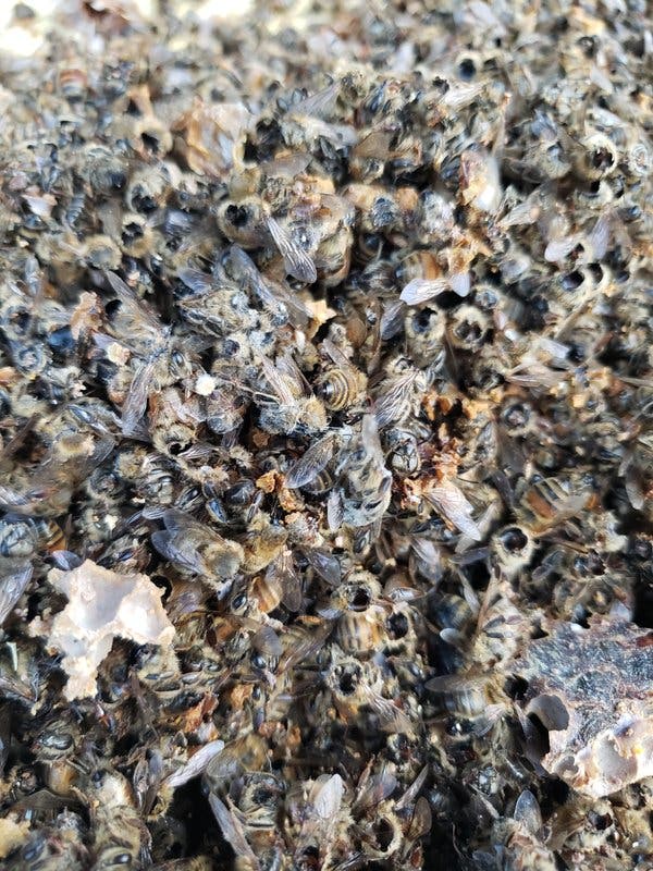 Ong mật Mỹ thất thủ khi bị ong bắp cày Châu Á xâm lược, nhà khoa học của họ đã đến Ba Vì chỉ để xem ong mật Việt Nam phòng thủ tổ thế nào - Ảnh 1.