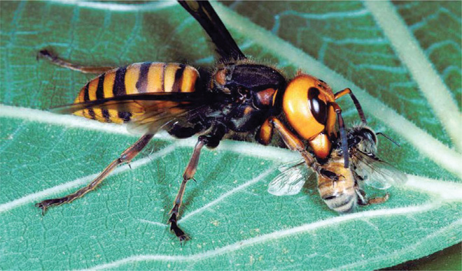 Ong mật Mỹ thất thủ khi bị ong bắp cày Châu Á xâm lược, nhà khoa học của họ đã đến Ba Vì chỉ để xem ong mật Việt Nam phòng thủ tổ thế nào - Ảnh 2.