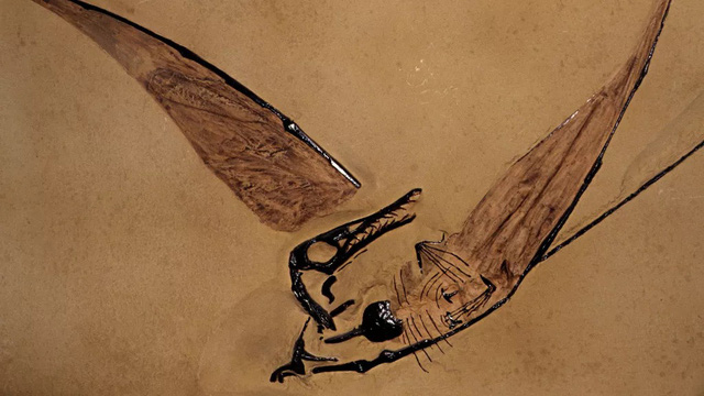 Phát hiện hóa thạch “rồng bay” tồn tại cách đây 160 triệu năm - Ảnh 1.