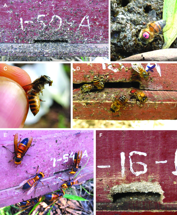 Ong mật Mỹ thất thủ khi bị ong bắp cày Châu Á xâm lược, nhà khoa học của họ đã đến Ba Vì chỉ để xem ong mật Việt Nam phòng thủ tổ thế nào - Ảnh 8.
