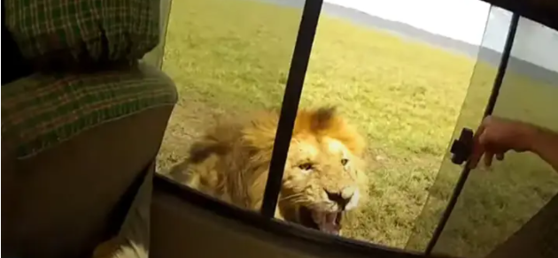 Hối hận vì mở cửa sổ ô tô trêu ghẹo sư tử trong chuyến tham quan thiên nhiên hoang dã - Ảnh 1.