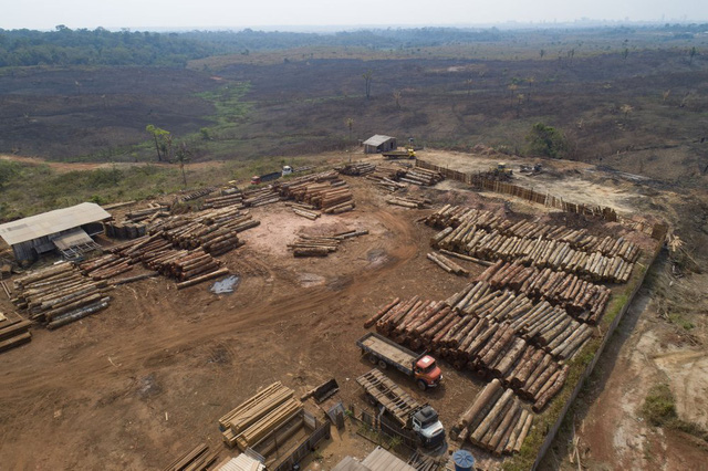 Rừng Amazon bị tàn phá nặng nề nhất trong 15 năm qua - Ảnh 1.