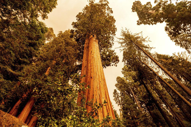 Cháy rừng bùng phát tại California thiêu rụi hàng nghìn cây cự sam khổng lồ - Ảnh 1.